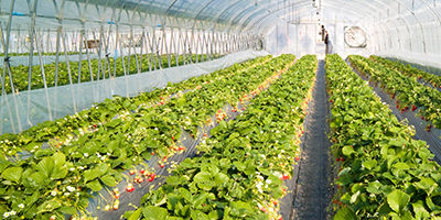 RiNVENT Industries - Agricultural SCADA Automation